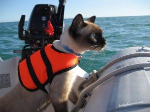 Baily Boat Cat Follow his adventures on: Facebook Twitter - Cute Kitty Blogs
