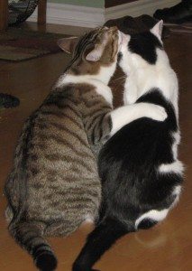 Adventures in Cat Fostering - Slippery Slope Blog - Cute Kitty Blogs