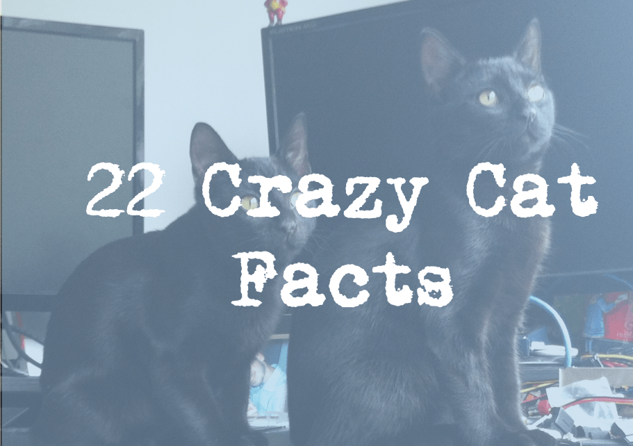 22 crazy cat facts