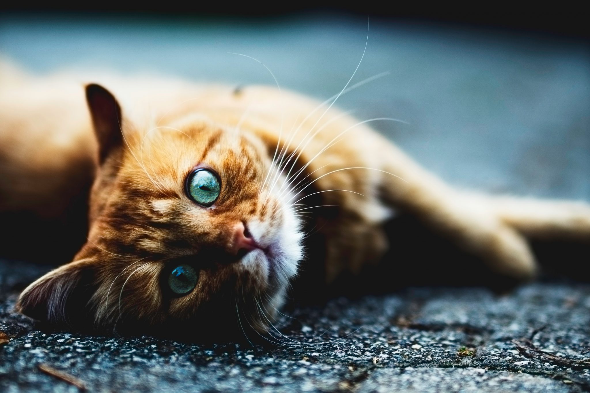 Ginger cat lying on floor – crazy cat facts
