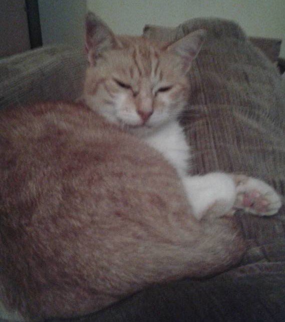 Tiggy 6 years cat chat