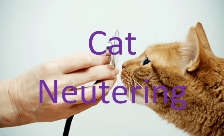 cat neutering