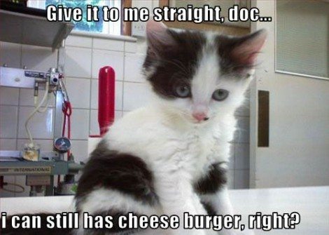 I can still has cheezeburger meme cat neutering advocacy 
