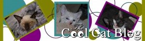 The Cool Cat Blog - Cute Kitty Blogs