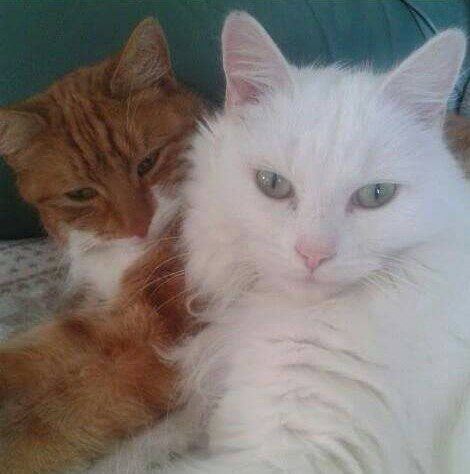 treacle 3 and chalky 4 cat chat