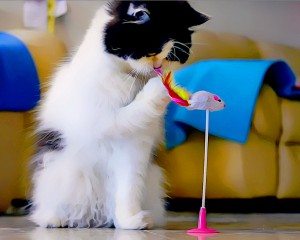 Indoor Cat Care - Toys