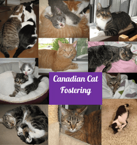 canadian cat fostering