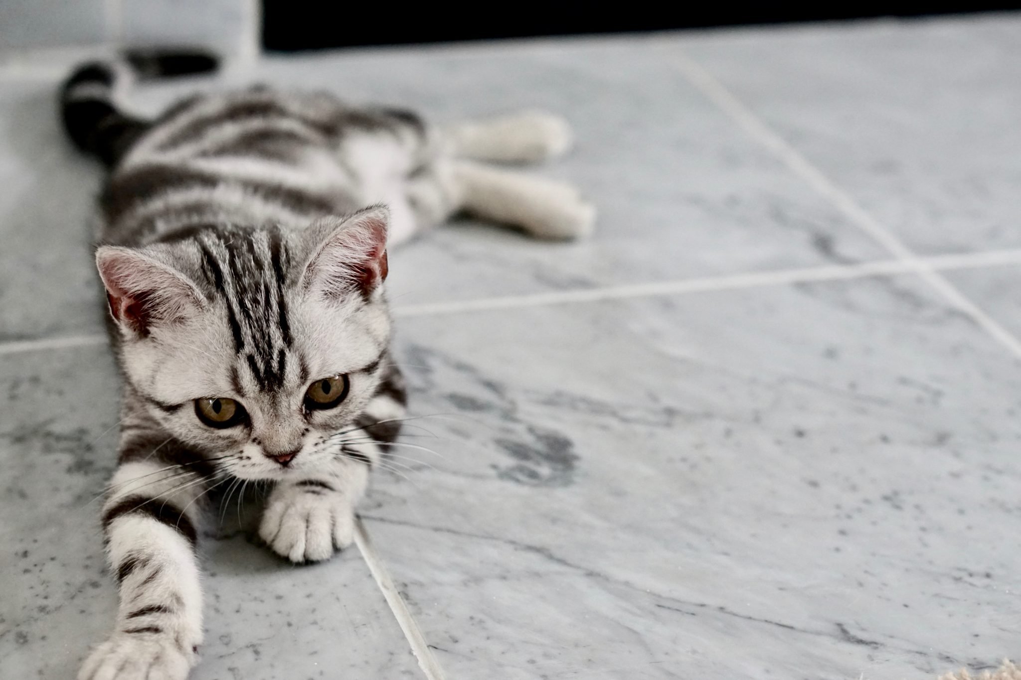 flea free cat on tiled floor