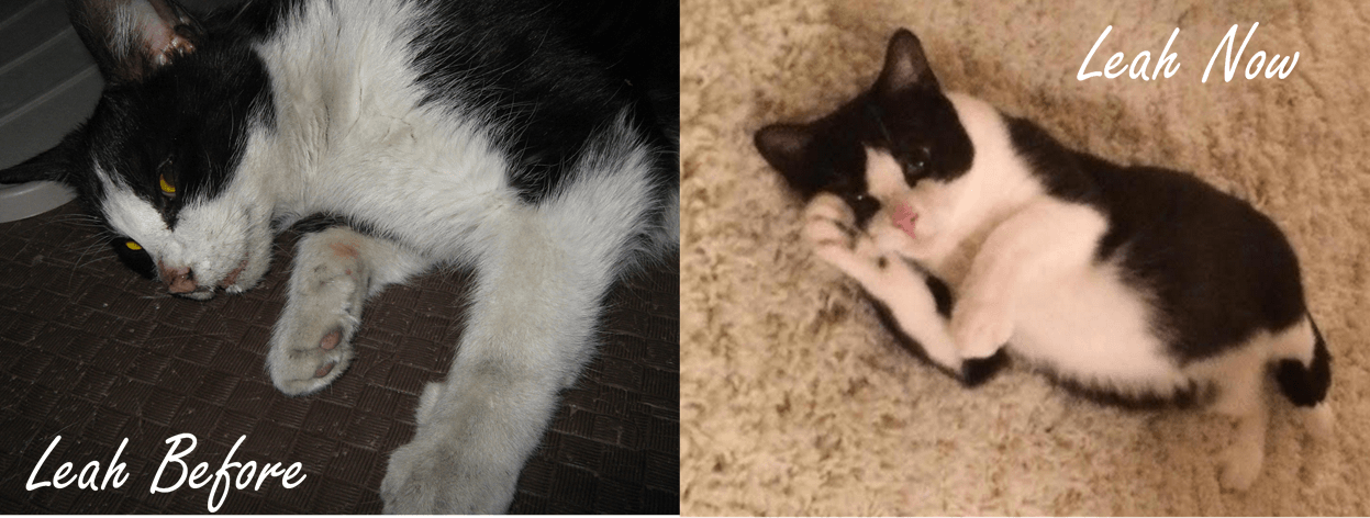 leah before and after cat fostering