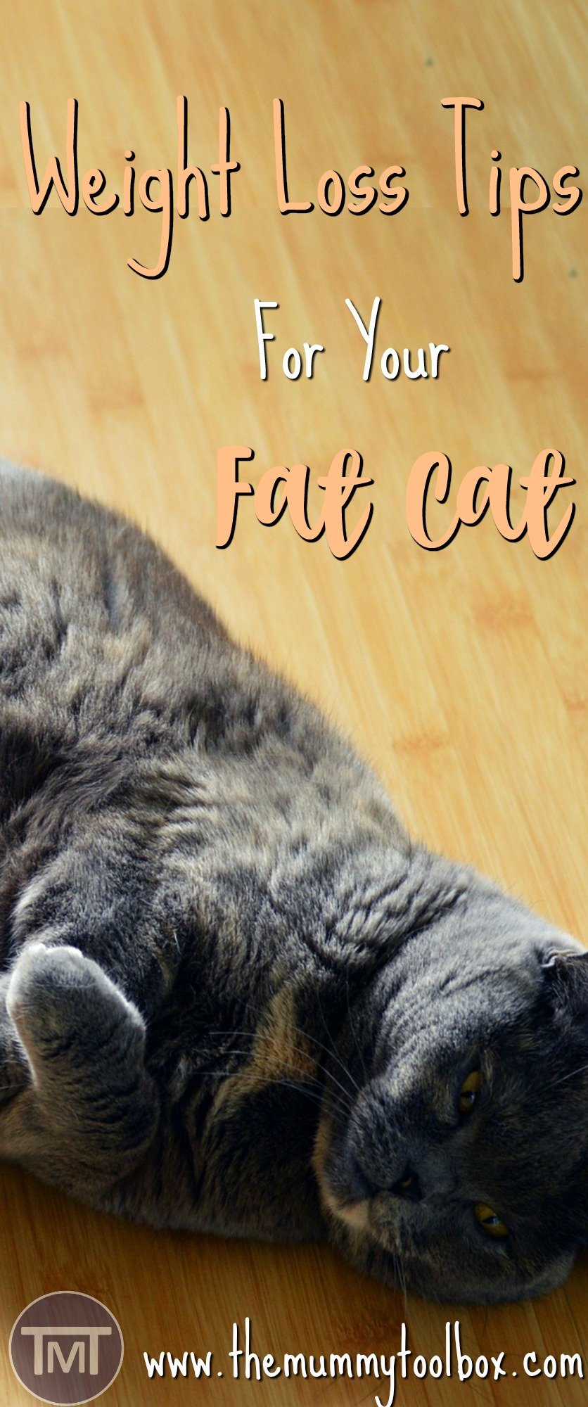 weight-loss-tips-for-your-fat-catpin
