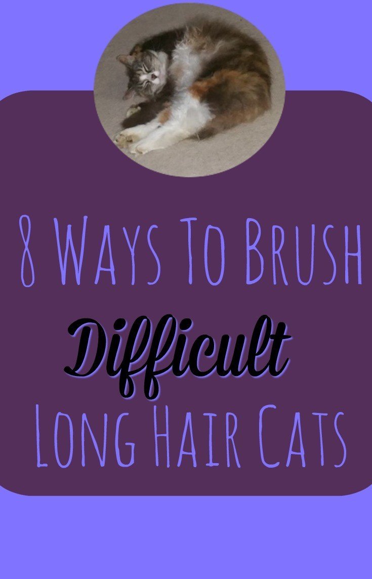 8 Ways To Brush Difficult Cats - The Help you need so your cat can have their best "furday"