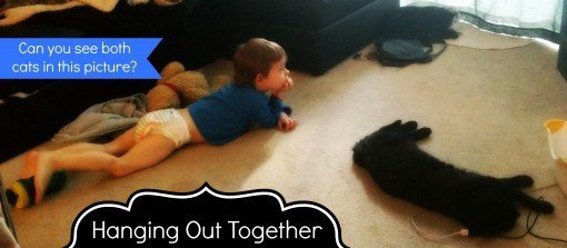 Hanging out together cats vs toddlers