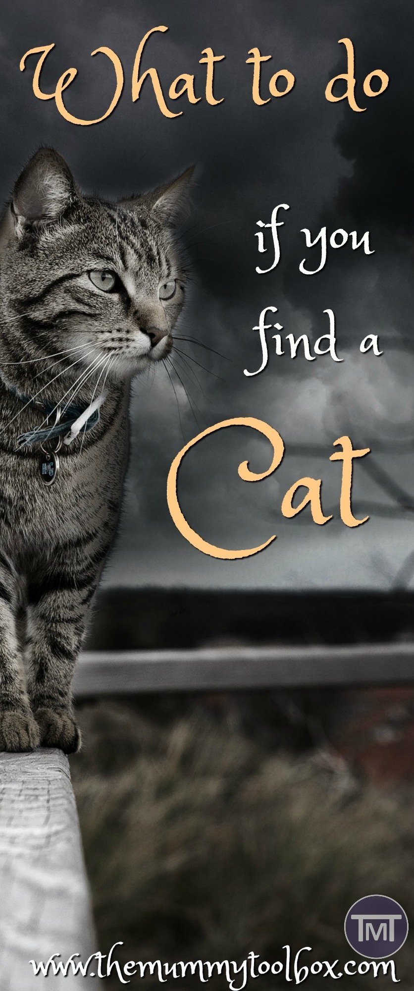 What do you do if you find a cat? how do you know if it has an owner, what if it is injured and who do you call? All the answers and more!