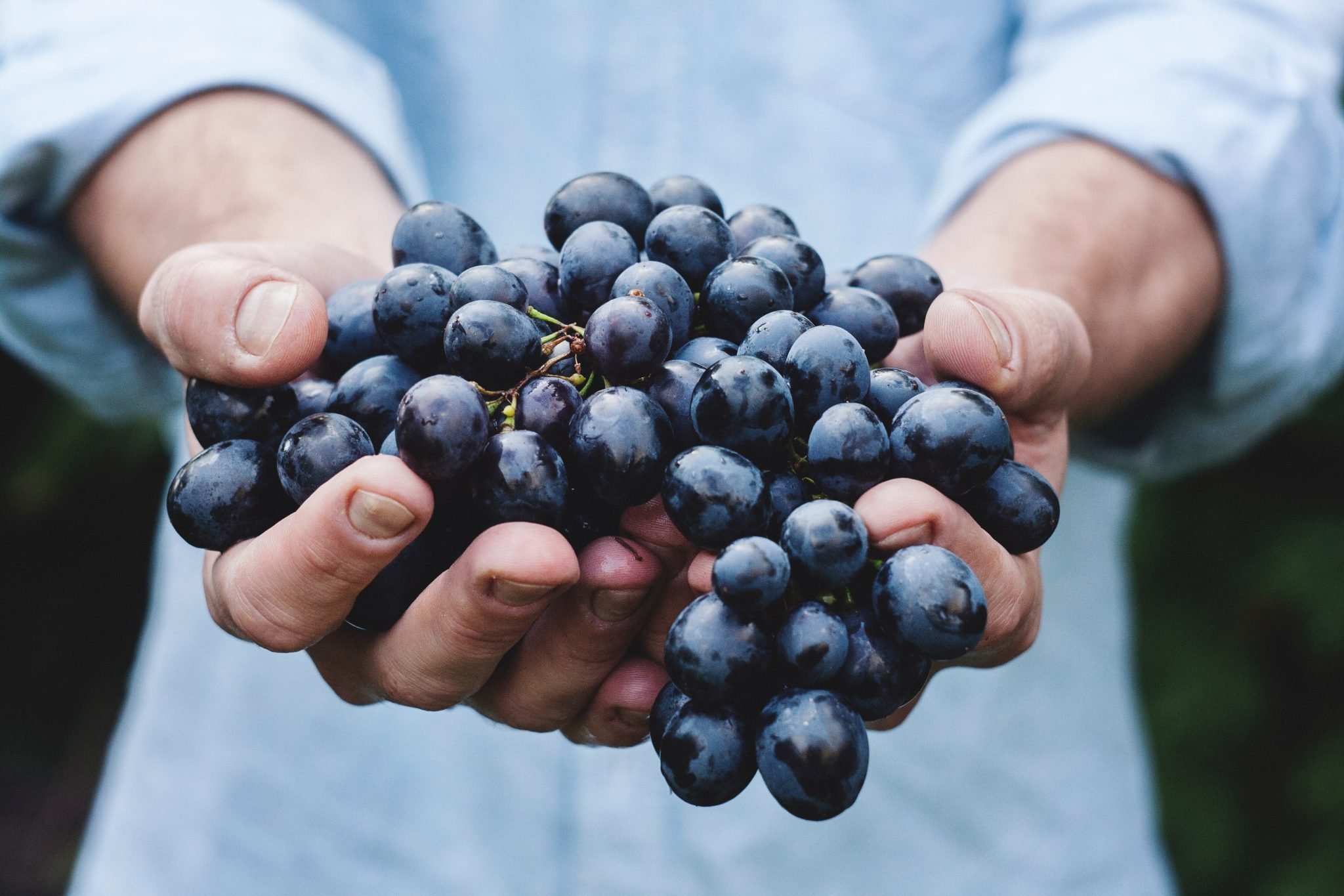 fresh blueberries