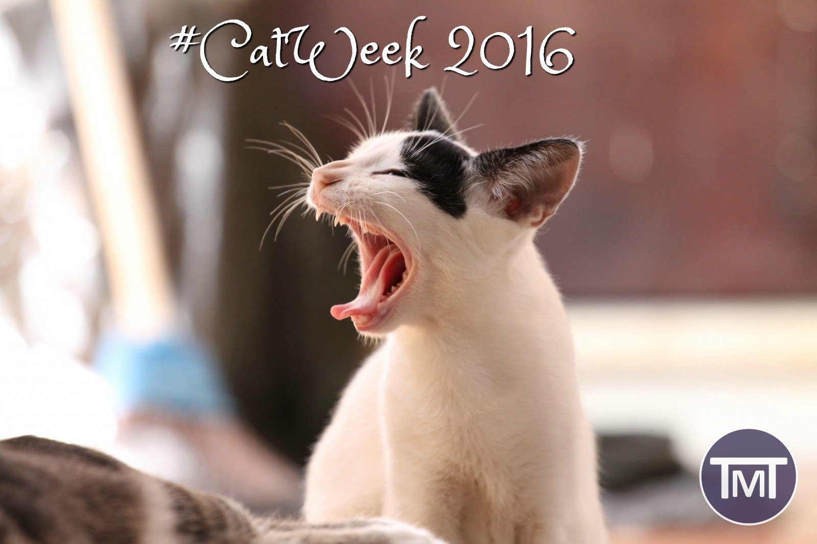 #Catweek2016 feature image
