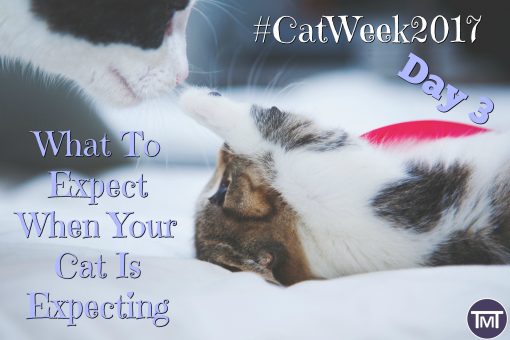 cost cat up check vet Your When  Cat The Is Expect  Expecting? Mummy Toolbox To What