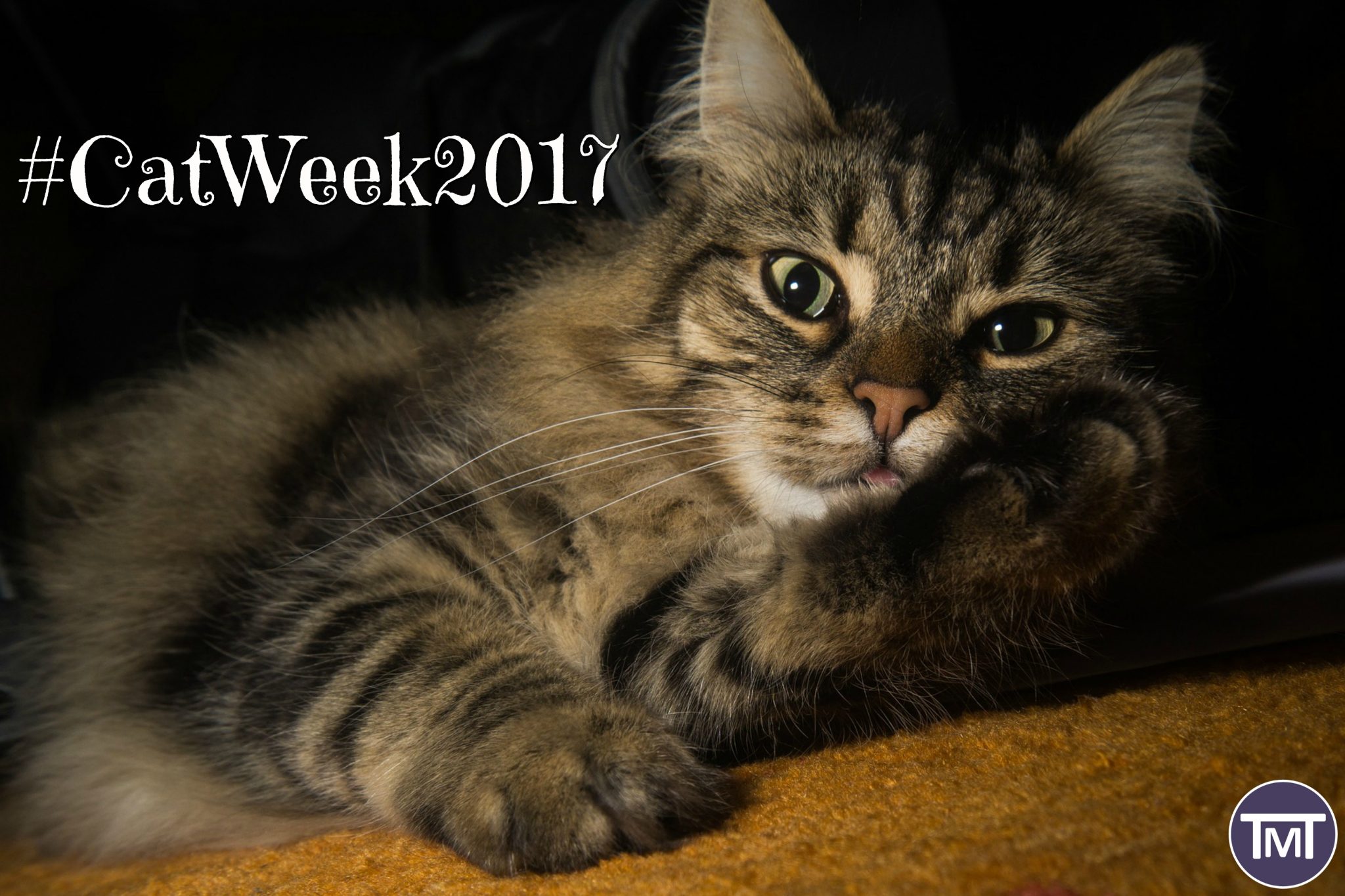 #catweek2017 feature pic cat lying down