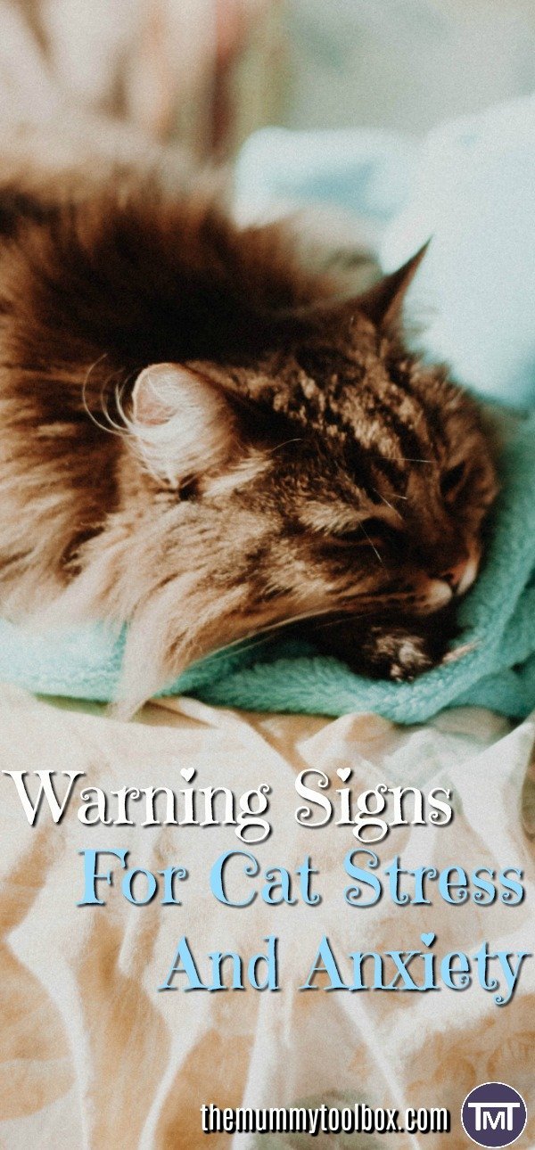 warning signs for cat stress and anxiety pin