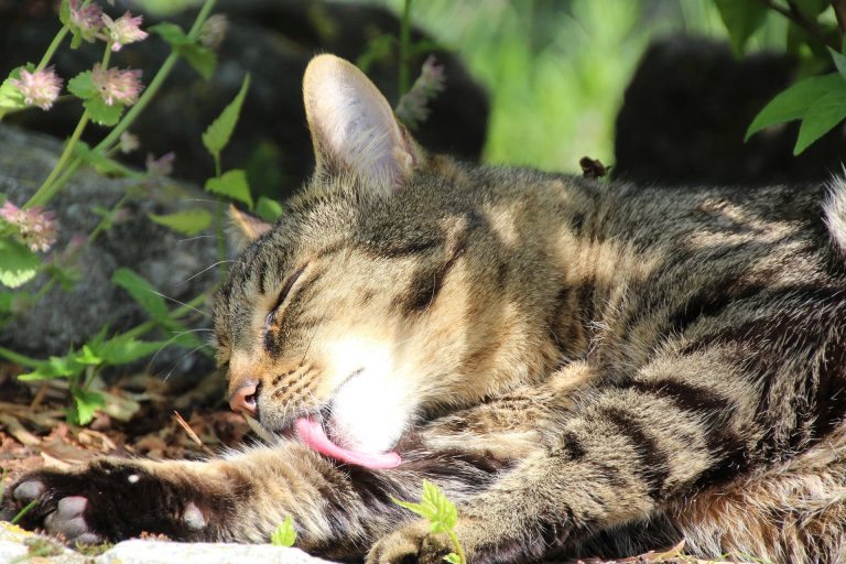 Cat Licking Why Does My Cat Lick Me? The Mummy Toolbox