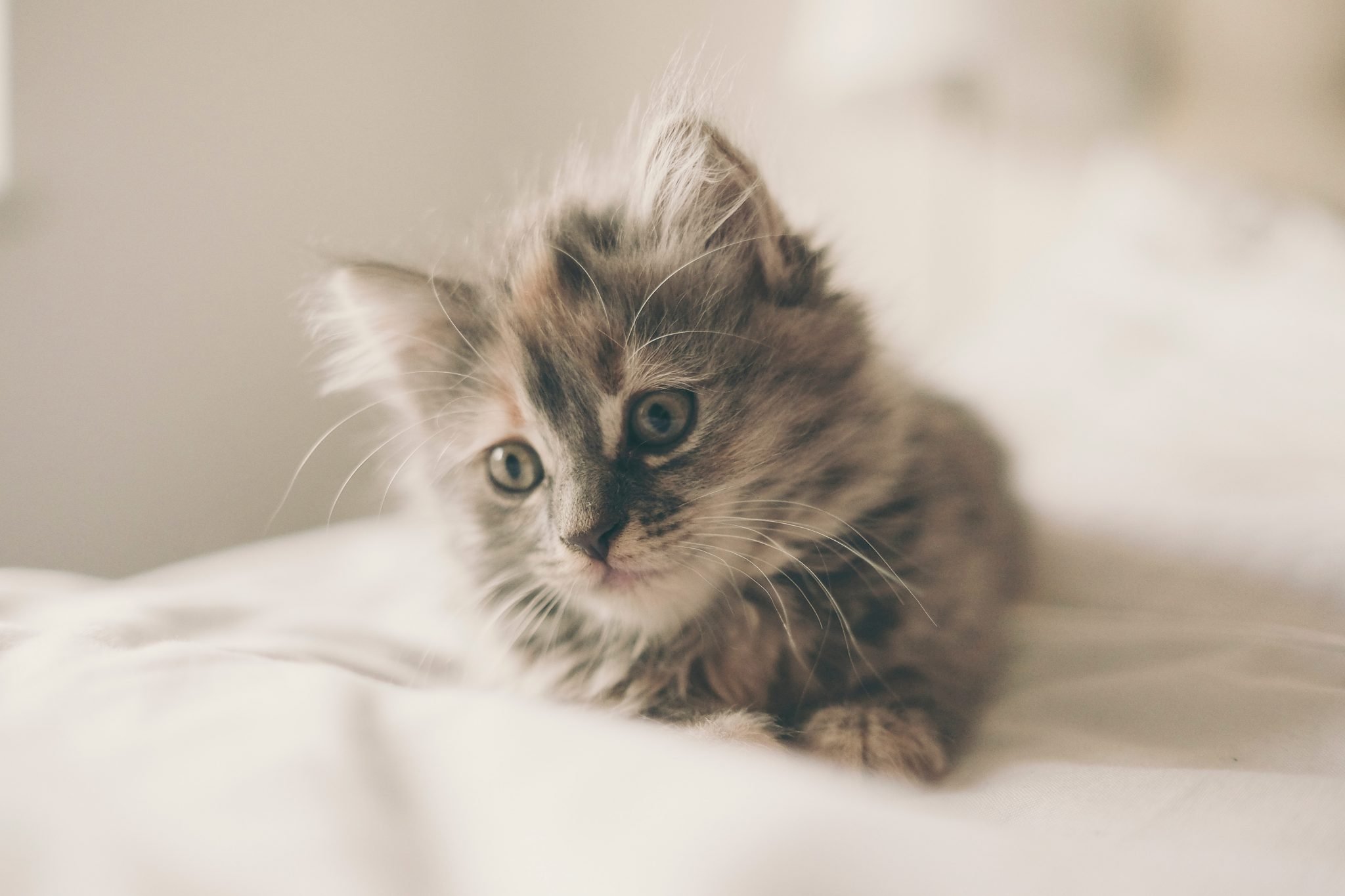 cat pregnancy kitten on bed