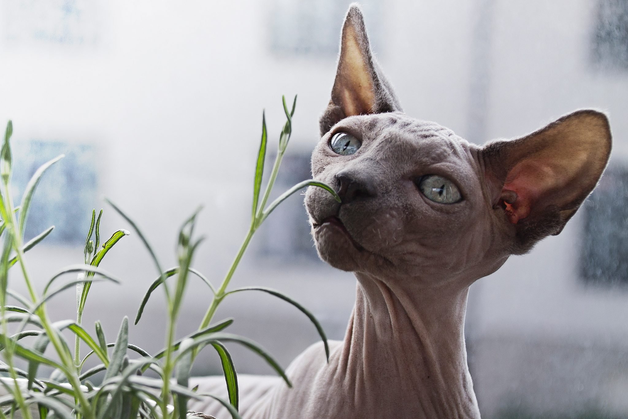 hairless cat eating plant
