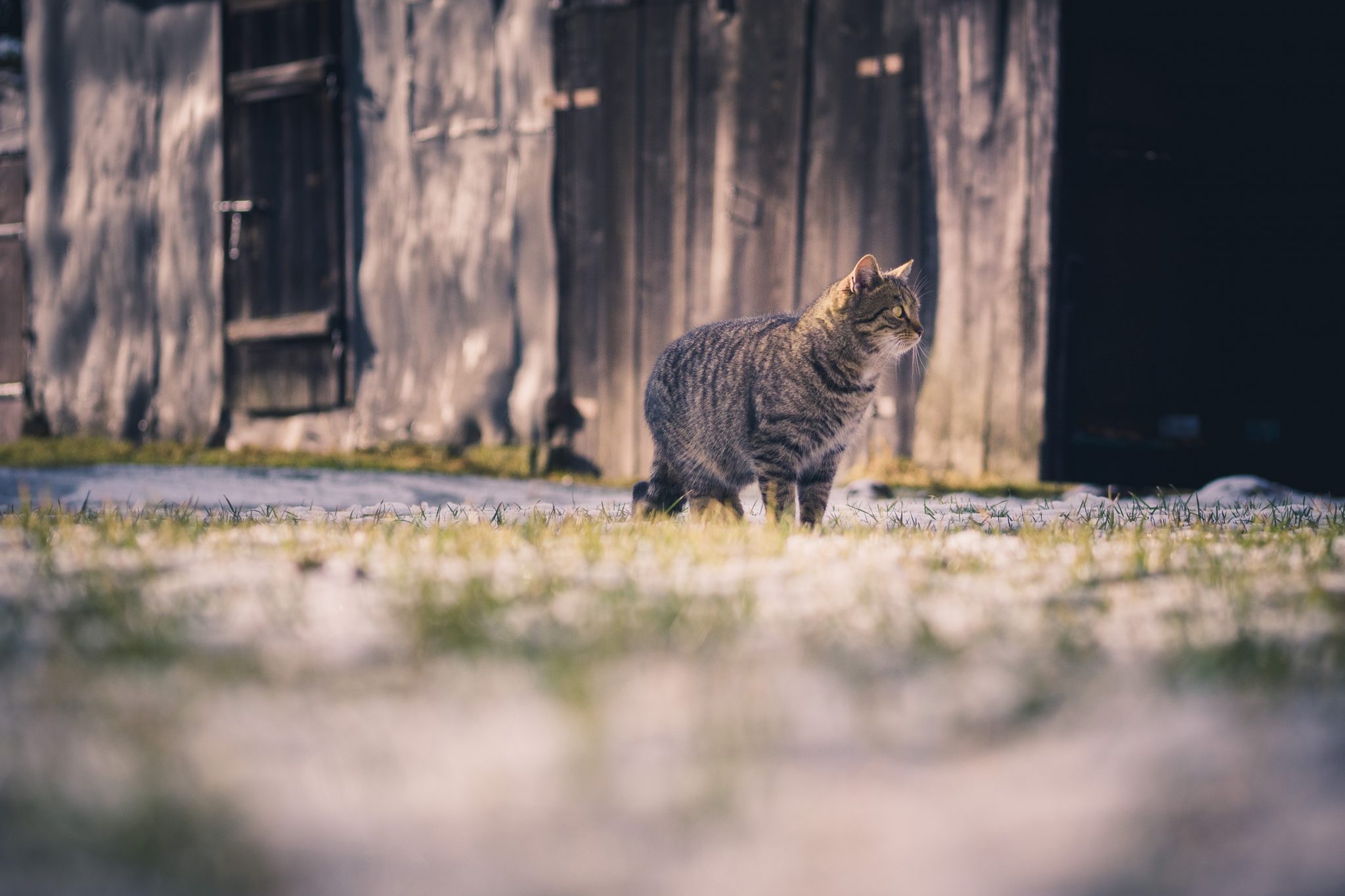 outdoor cat in field. the great cat debate