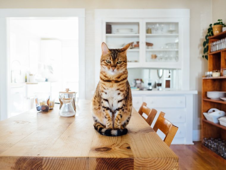cat sitting on a table in small flat