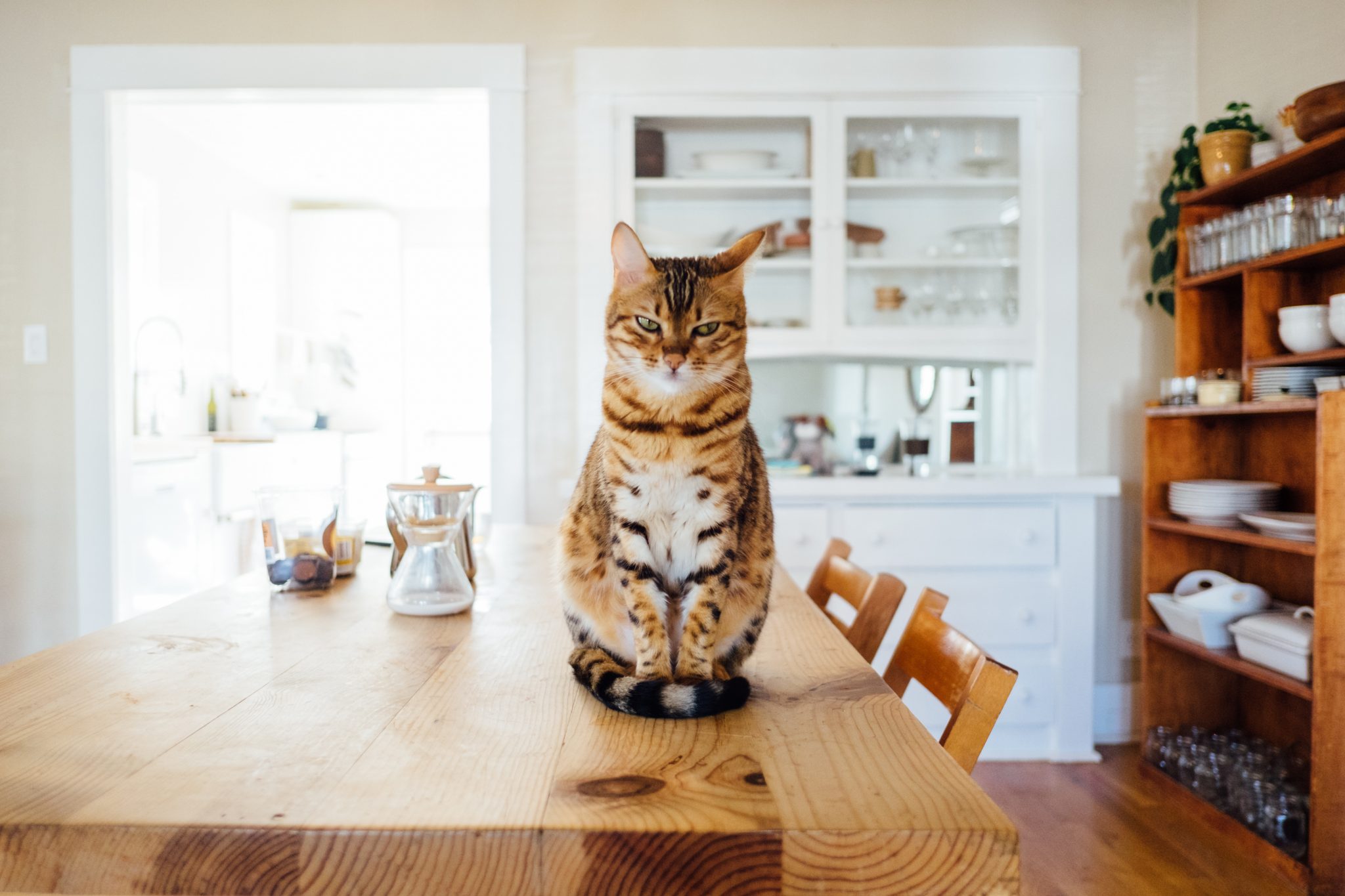 cat sitting on a table