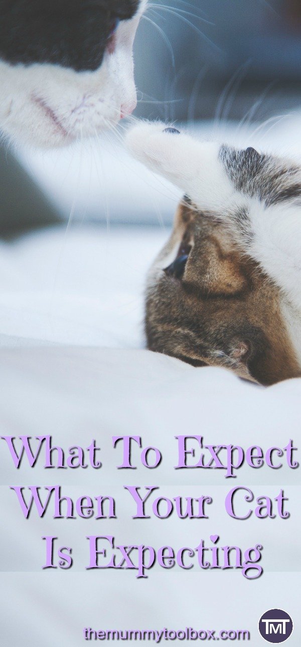 all about cat pregnancy. What to expect during pregnancy, labour and post birth. Also how you can help, what to look out for and when you should seek advice from the vet #cats #catcare #catpregnancy