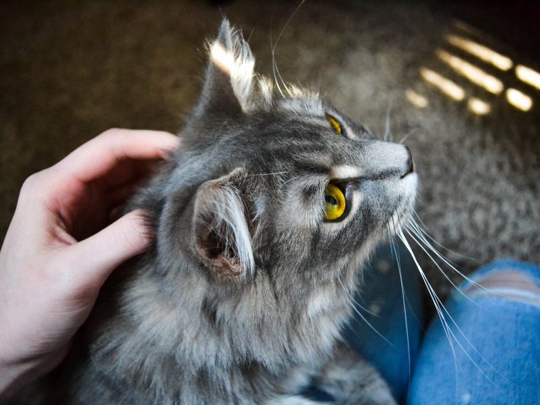 grey long haired cat sitting on lap being stroked, with jeans on for holiday cat sitting