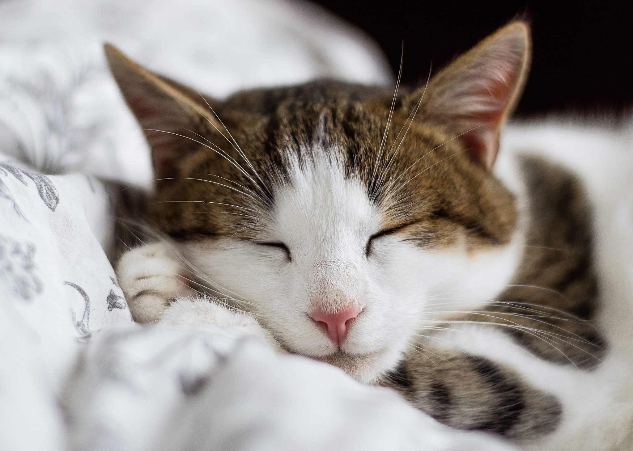 white and tabby cat asleep on white blanket, close up on face. Feature image for are essential oils harming cats?