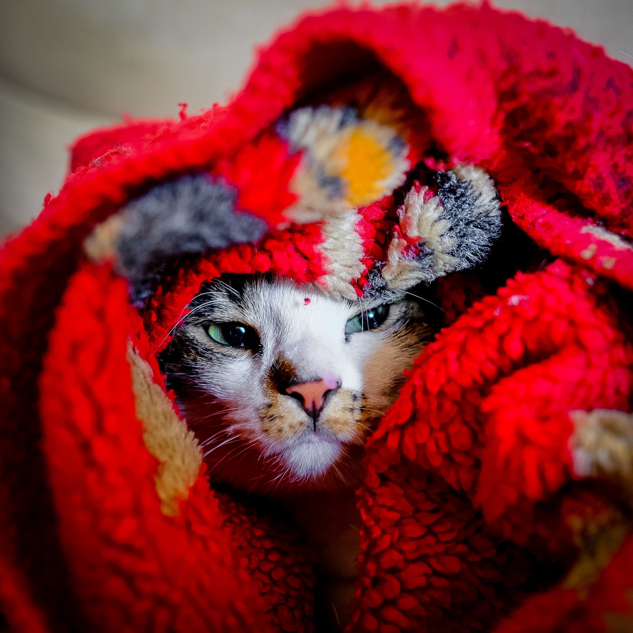 cat face snuggled in a red, patterned blanket